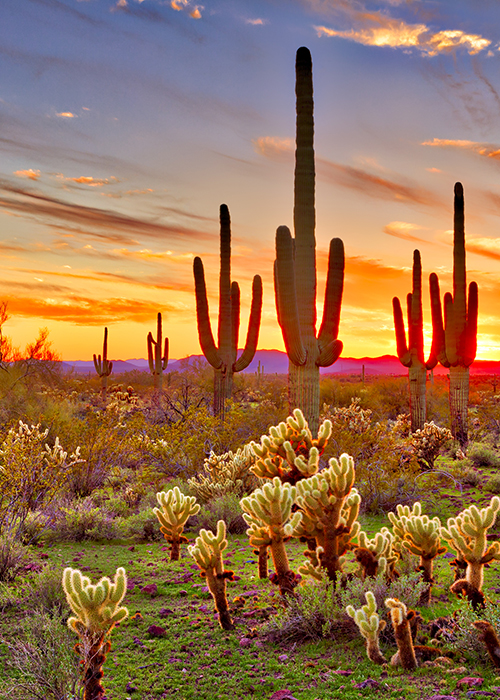 North America Travel Service